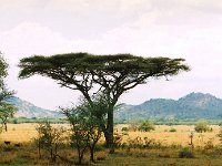 Serengeti N.P.